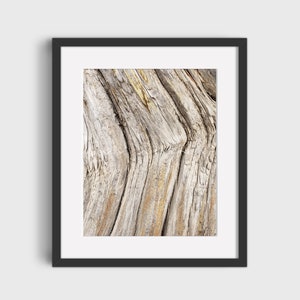Verlangen naar Bristlecone Pine, natuurlijk hout, boomschorsfotografie, wanddecoratie, afdrukbare muurkunst, digitale prints, downloadbare kunstprint