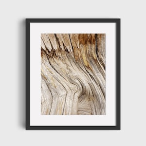 Blaf deze boom op, Bristlecone Pine Bark, Boomhoutfotografie, Wanddecoratie, Afdrukbare Muurkunst, Digitale Prints, Downloadbare Art Print