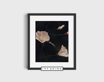 Morning Glory in Pink, Floral Photography, Wall Décor, Printable Wall Art, Digital Prints, Downloadable Art Print
