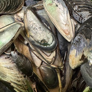 May include: A close-up shot of a pile of mussels. The shells are primarily black, gray, and white, with a pearlescent interior. The mussels are open, revealing the dark flesh inside. The image is well-lit, highlighting the textures and colors of the shells.