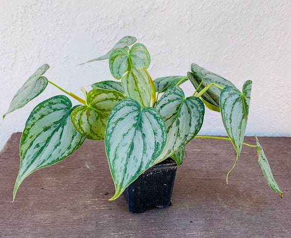 Philodendron Brandi Brandtianum Rare Houseplant Silver Etsy Philodendron Brandi Brandtianum Rare Houseplant Silver Etsy
