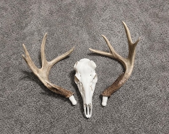 3D Printed Deer Skull Euro Antler Mount Kit – Display for Shed Hunters