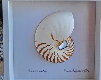 Natural Nautilus