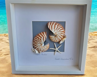 Natural Nautilus - Sliced