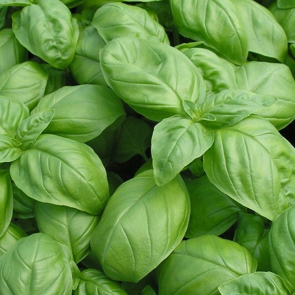 Heirloom and wild herbs