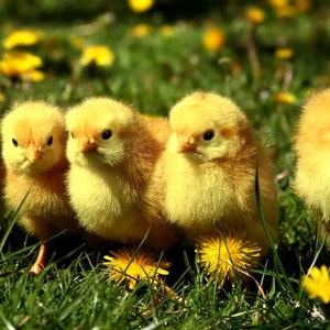 Puede incluir: Cinco pollitos amarillos y esponjosos se paran en un campo de hierba verde y dientes de león amarillos.