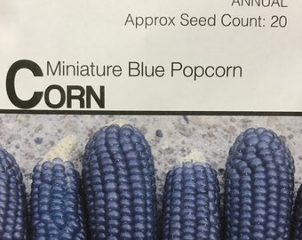 Blue corn seed