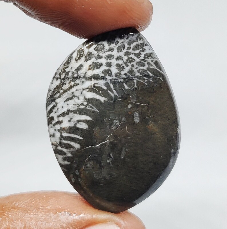 Black Fossil Coral cabochon For Pendant Making Gemstone Jewelry K-184 AAA Black Fossil Coral Cabochon Loose Gemstone