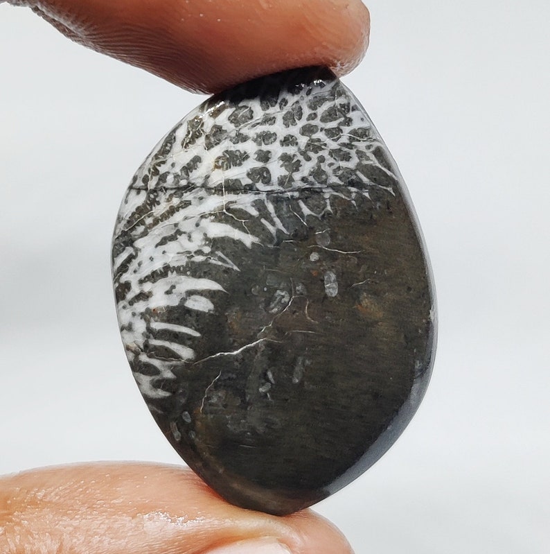 Black Fossil Coral cabochon For Pendant Making Gemstone Jewelry K-184 AAA Black Fossil Coral Cabochon Loose Gemstone