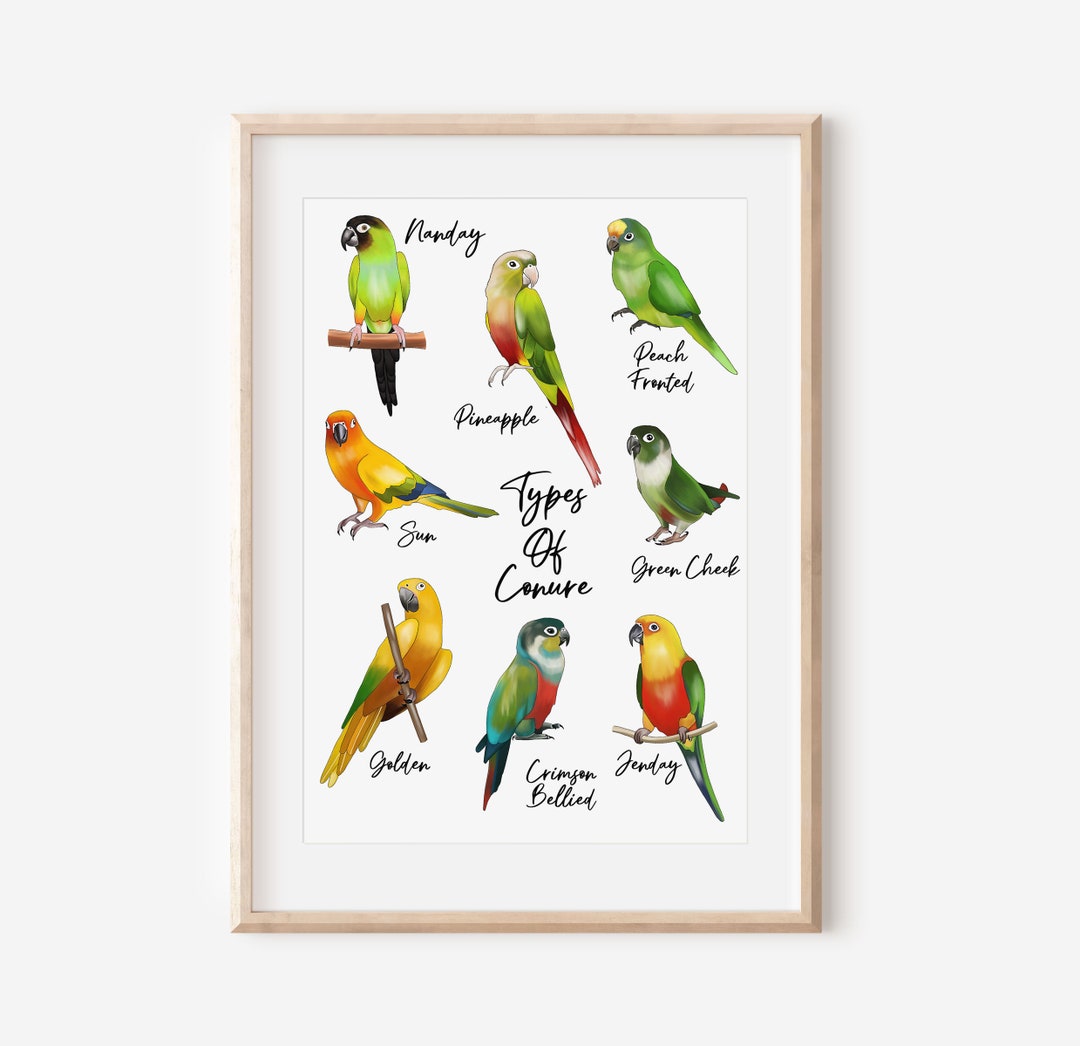 Conure Chart