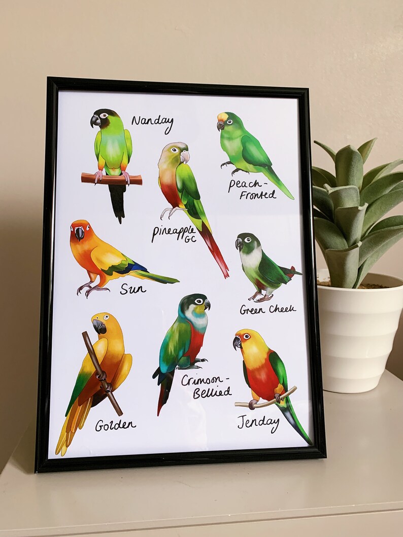 Conure Chart