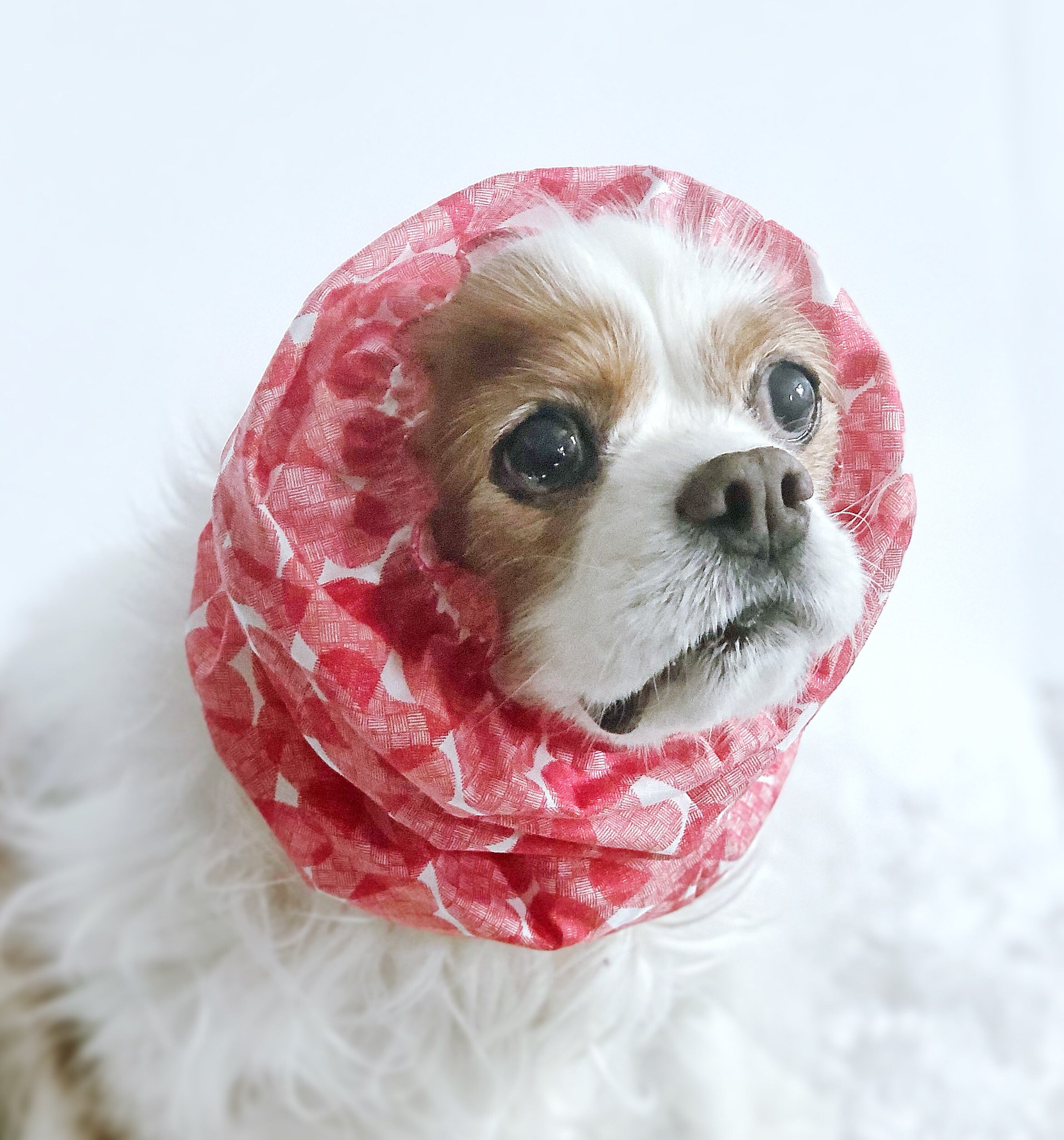 dog snood cavalier