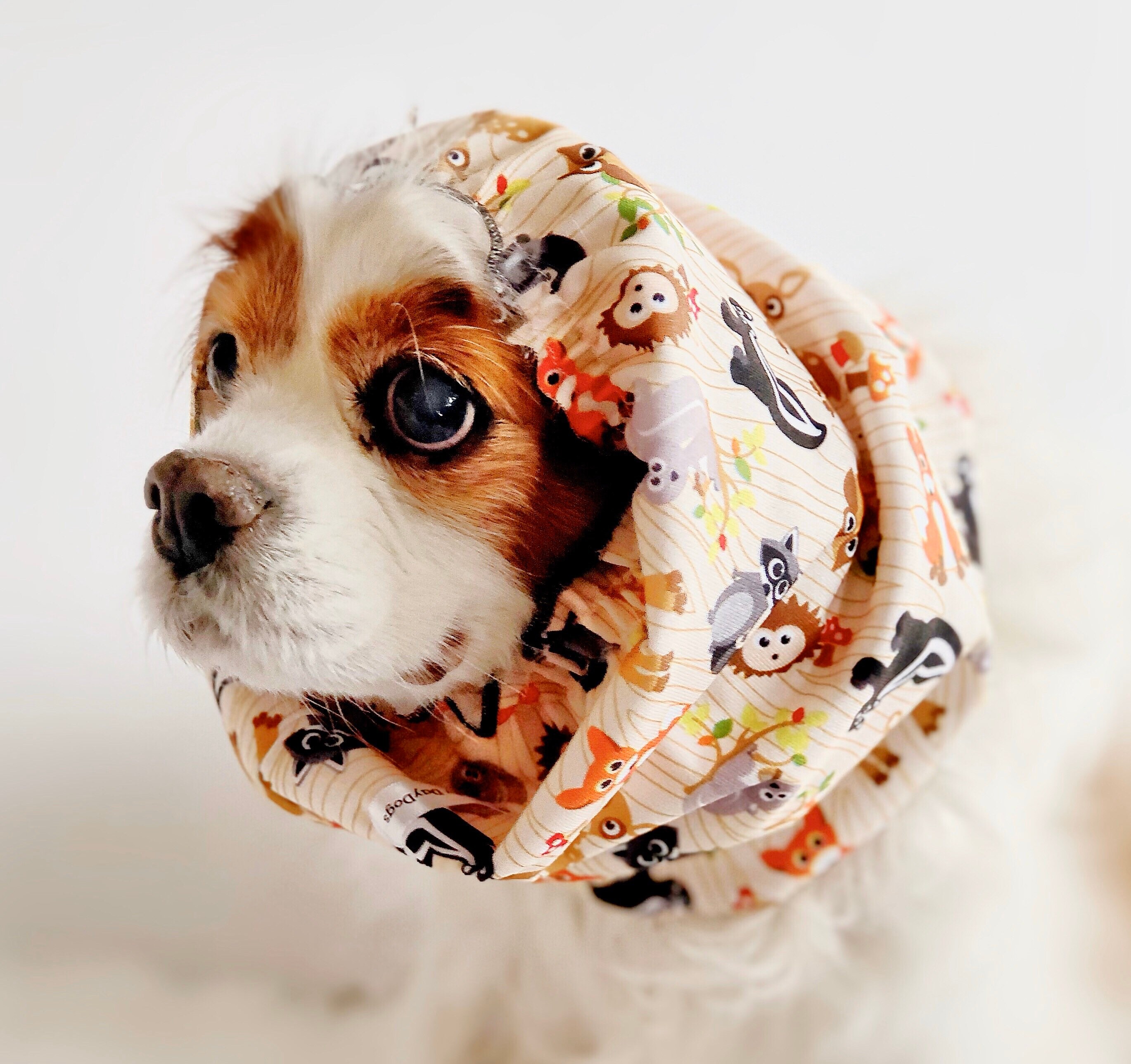 Forest Animals Waterproof Dog Snood Cavalier Dog Snood Etsy
