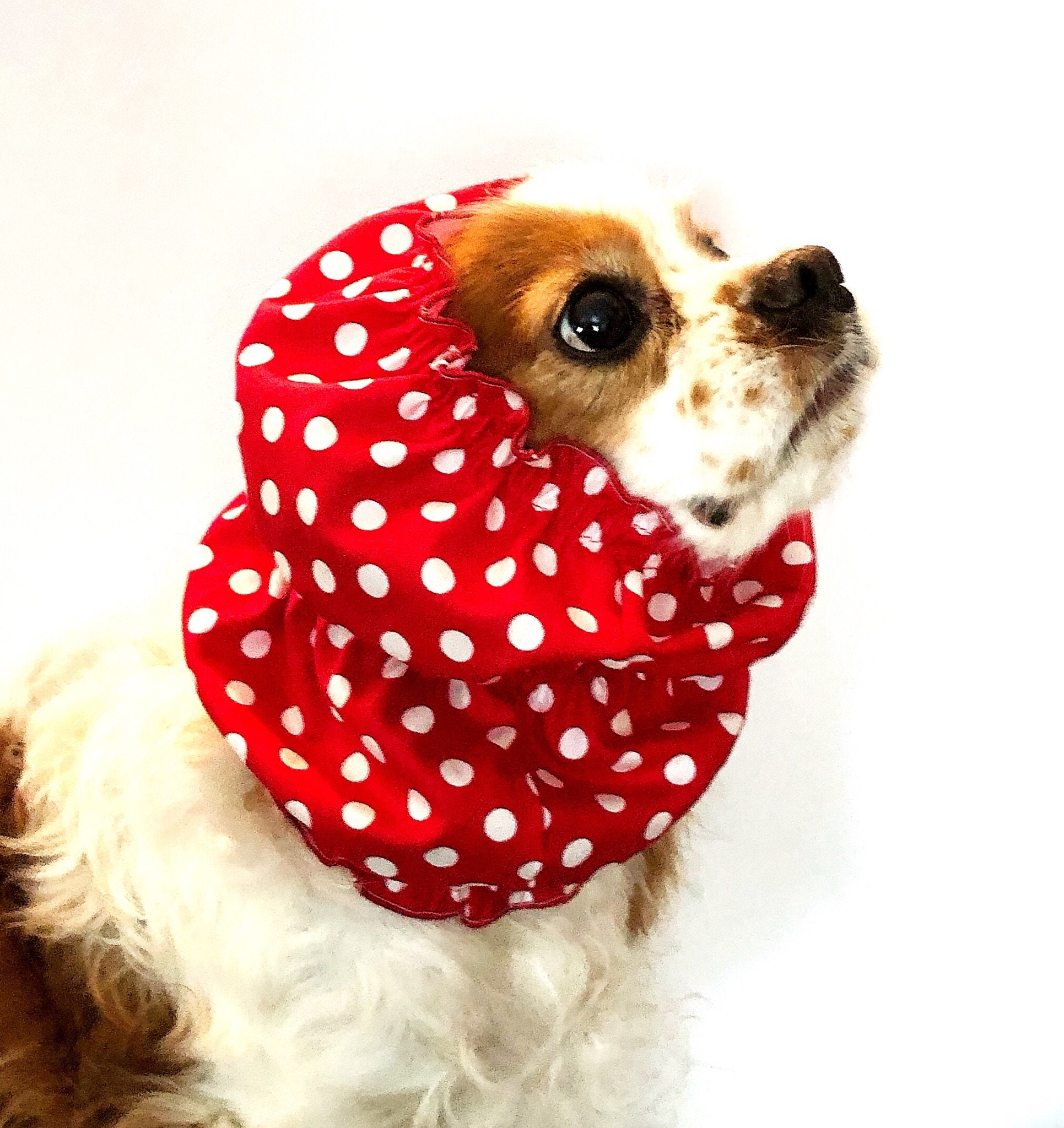 dog snood cavalier
