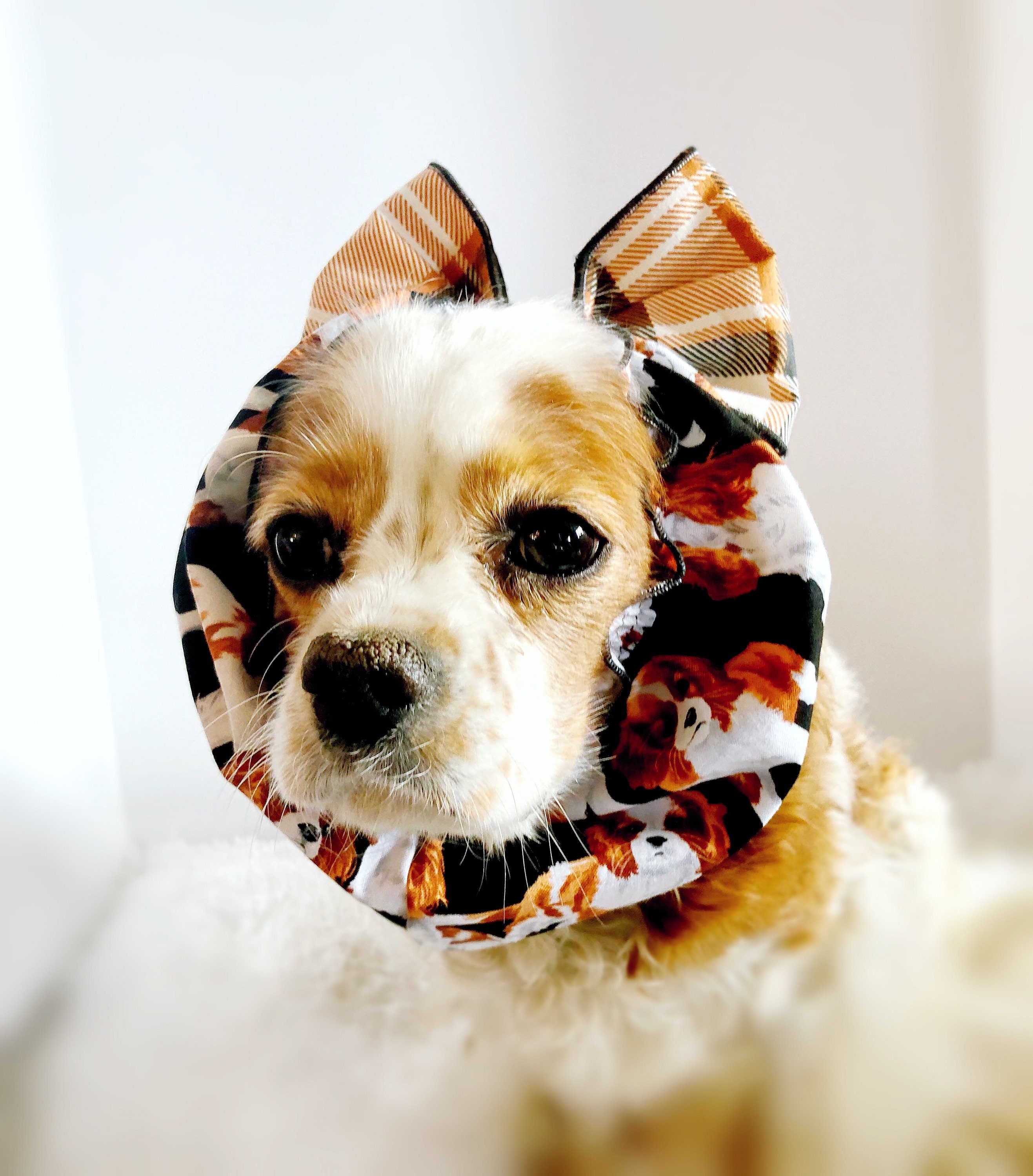 Snood cavalier king best sale charles