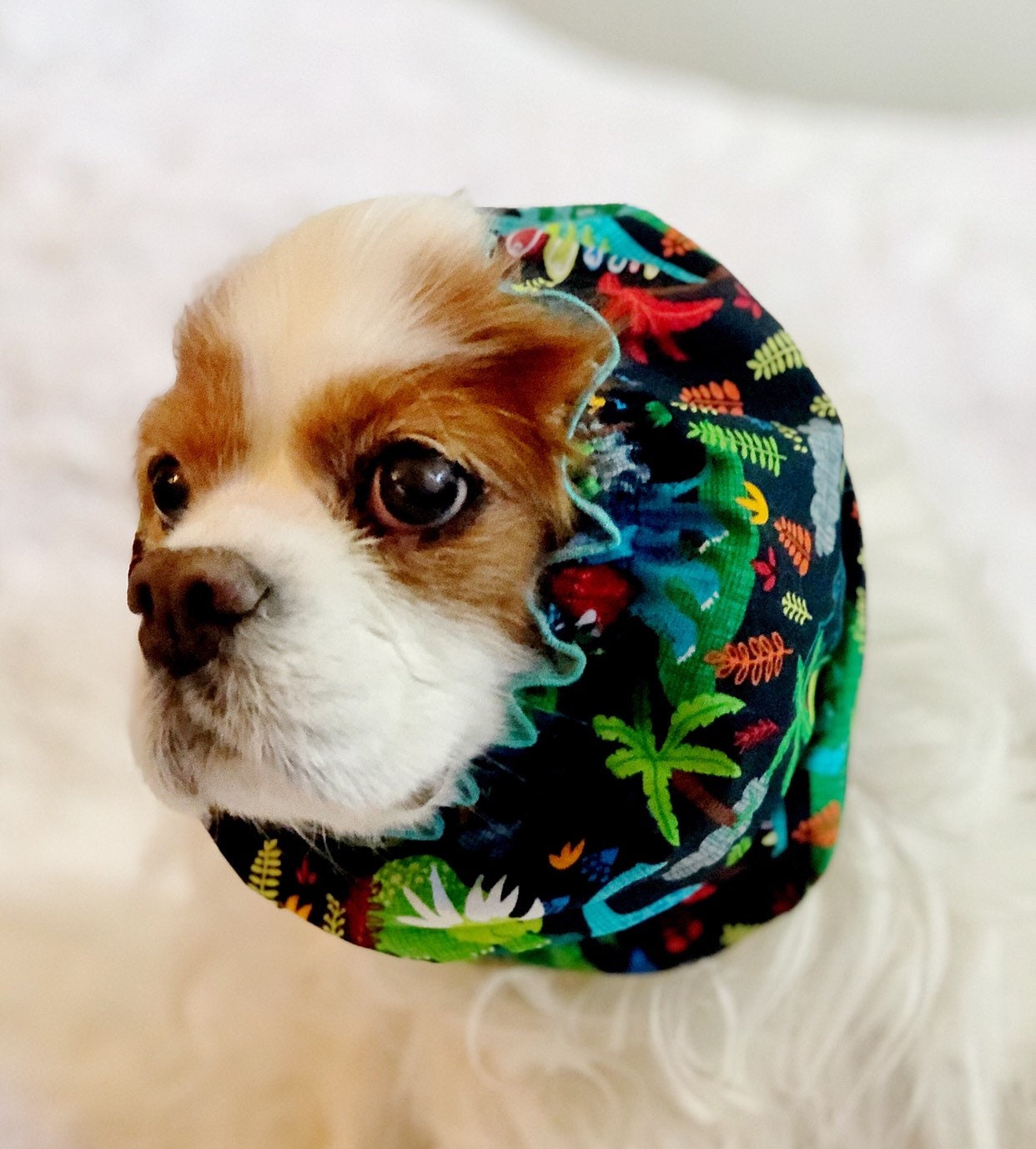 dog snood cavalier