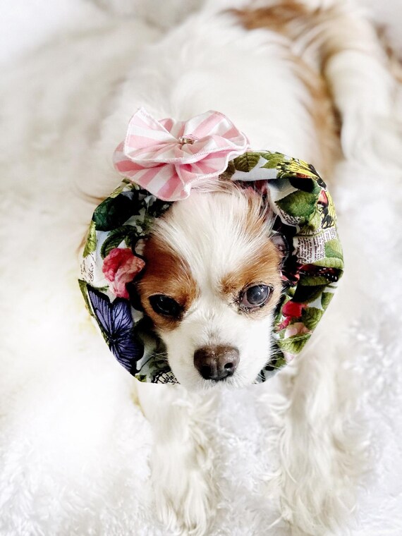 dog snood cavalier