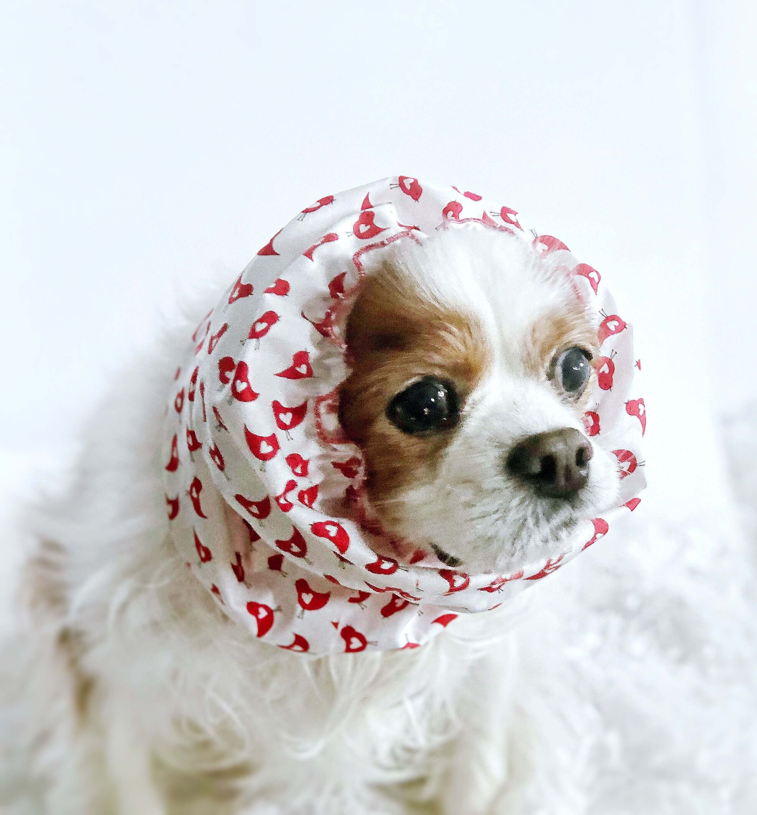 dog snood cavalier