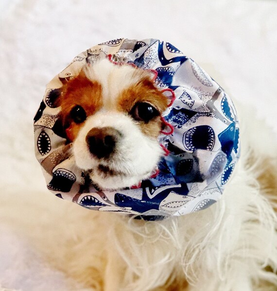 dog snood cavalier