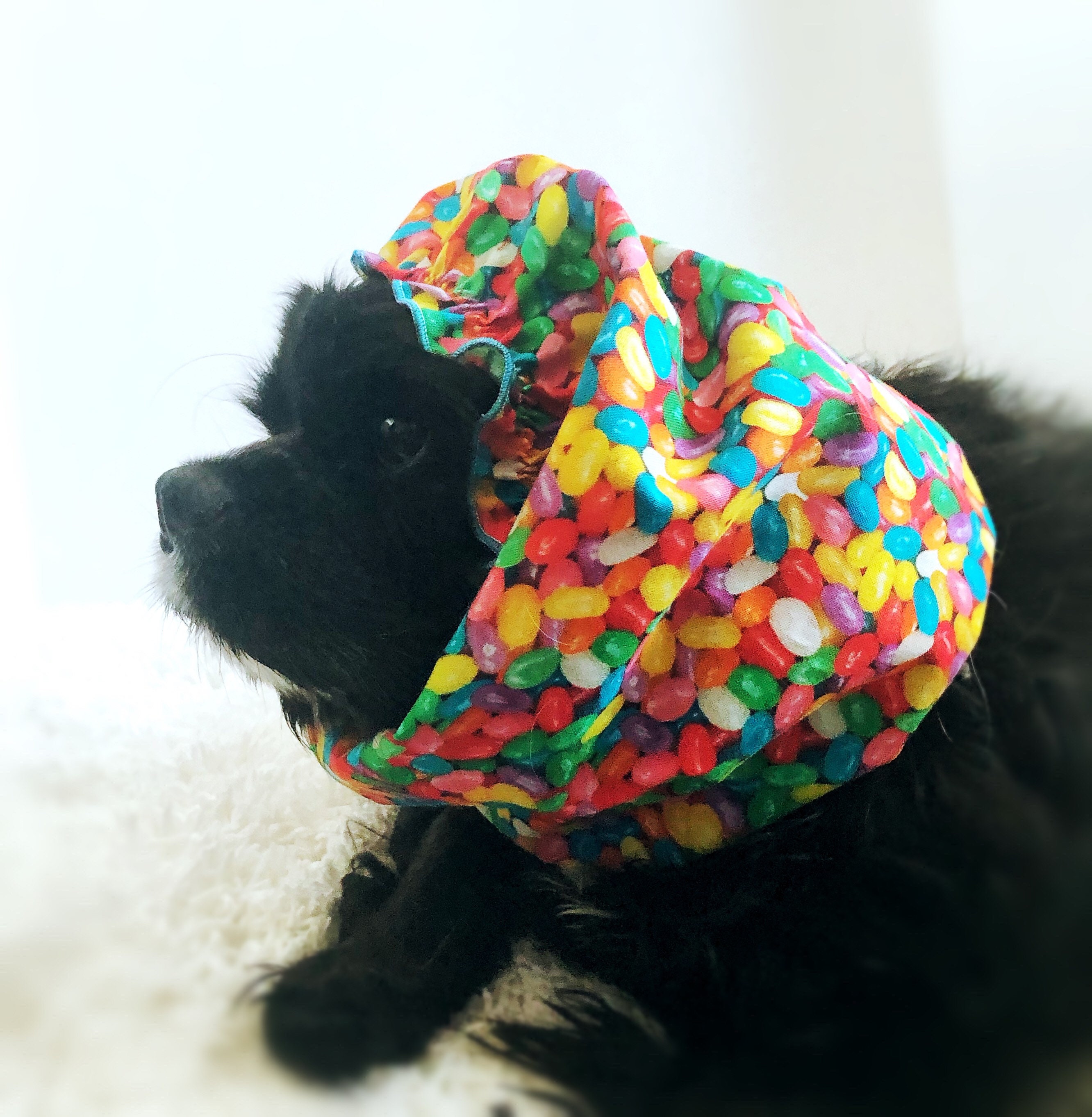 Are Jelly Beans Good For Dogs