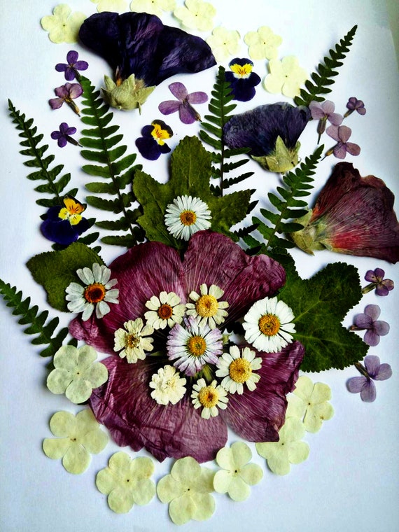 Виола сухоцвет