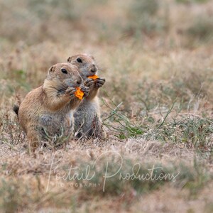 May include: Two brown prairie dogs sitting in a grassy field, each holding a small orange piece of food in their paws.