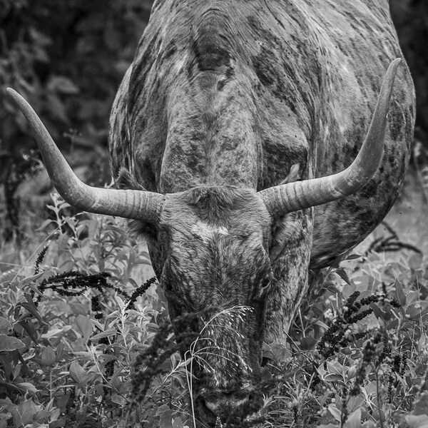 Longhorn Photography Print Wichita Mountains Oklahoma