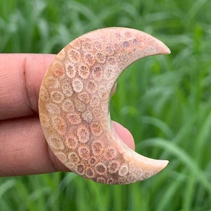 FOSIL CORAL Shape Moon