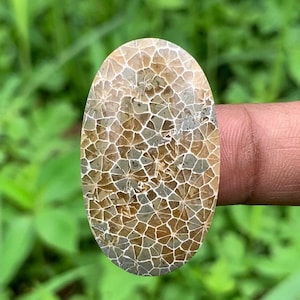 Yellow Gren FOSSIL CORAL Cabochon | Best quality | Perfect for gift | From Indonesia