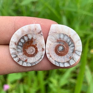 Paren AMONITE FOSSIL Beste kwaliteit | Perfect voor geschenken | oorbellen | Van Indonesië