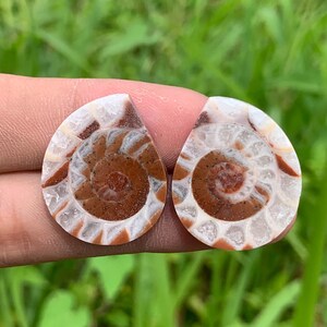 Paires AMONITE FOSSILE Meilleure Qualité | Parfait pour les cadeaux | boucles d'oreilles | D'Indonésie