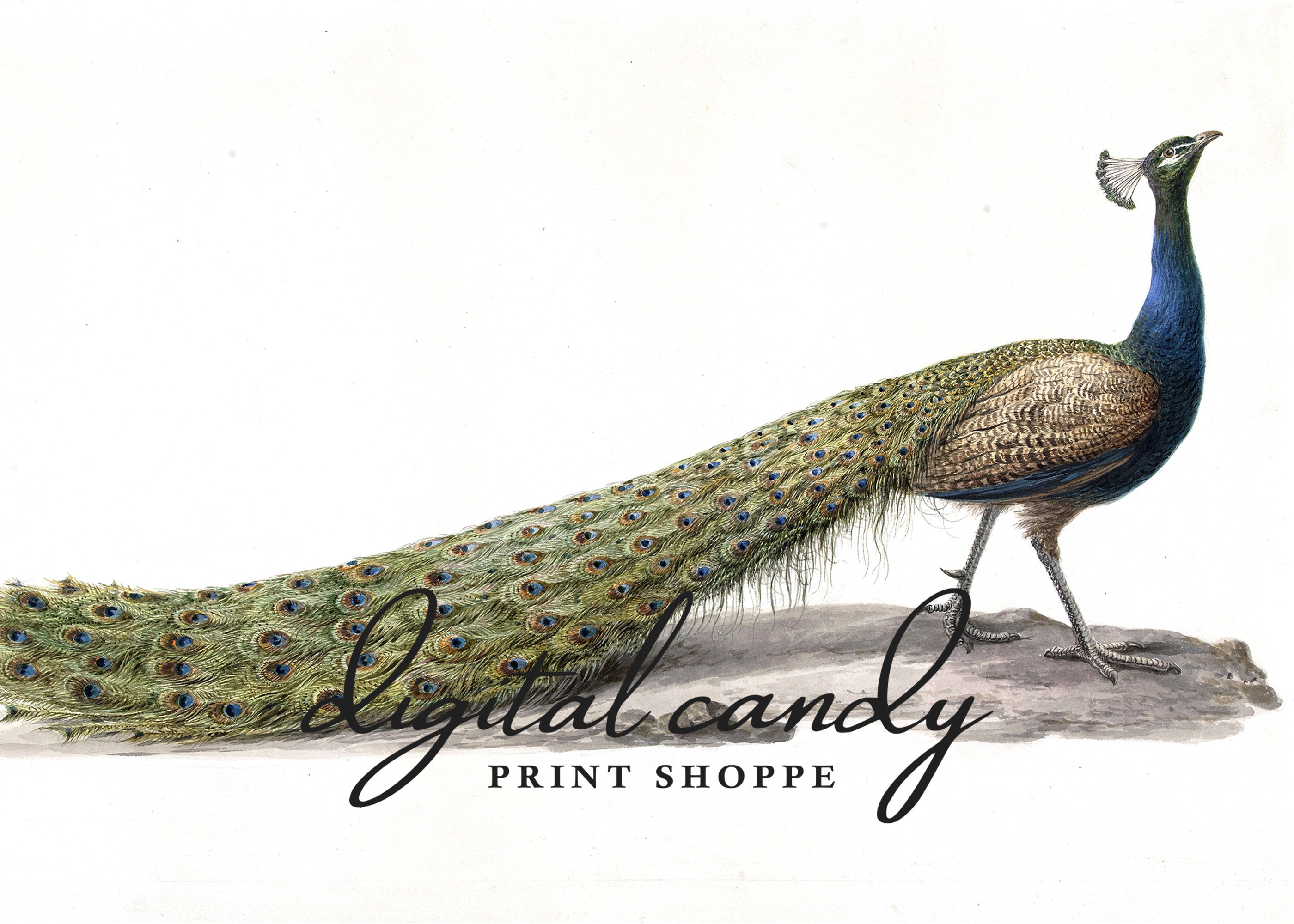 Peacock Vintage Print Printable DIGITAL DOWNLOAD 106 | Etsy