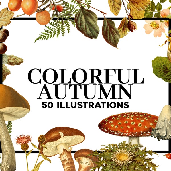 50 Vintage Colorful Autumn Flowers and Forest Goods Clipart Bundle - Transparent Background PNG Files. Autumn Clipart Collection