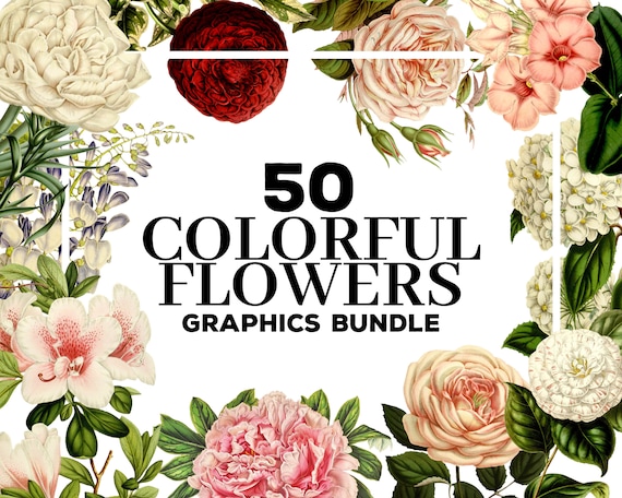 50 Colorful Flowers Clipart Graphics Bundle Transparent Etsy
