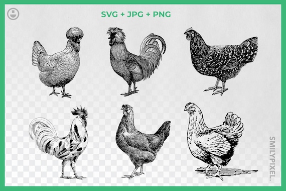 Download Vintage Chicken Svg Clipart Black And Roosterchicken Etsy