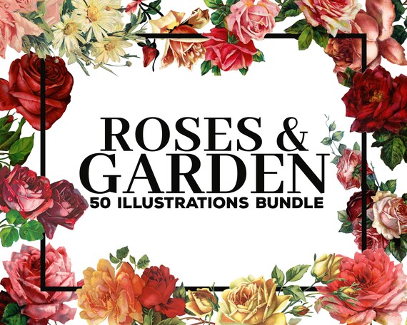50 Roses Graden Flowers Clipart Bundle Perfect For Wedding Etsy