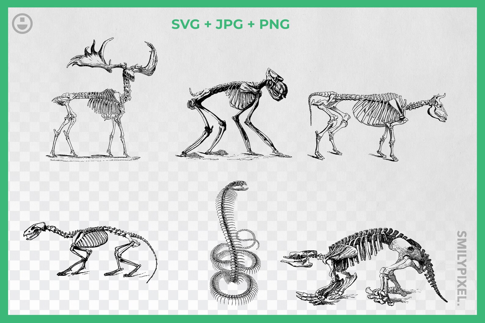 Animal Bones SVG Clipart Graphics. Animal Skeleton Clipart Etsy