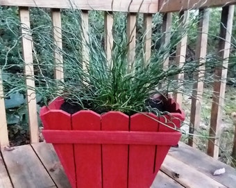 May include: A bright red wooden planter box with a picket fence design containing a Juncus effusus spiralis plant with long, thin, curly green stems that extend outwards from the dark soil within the square-shaped container.