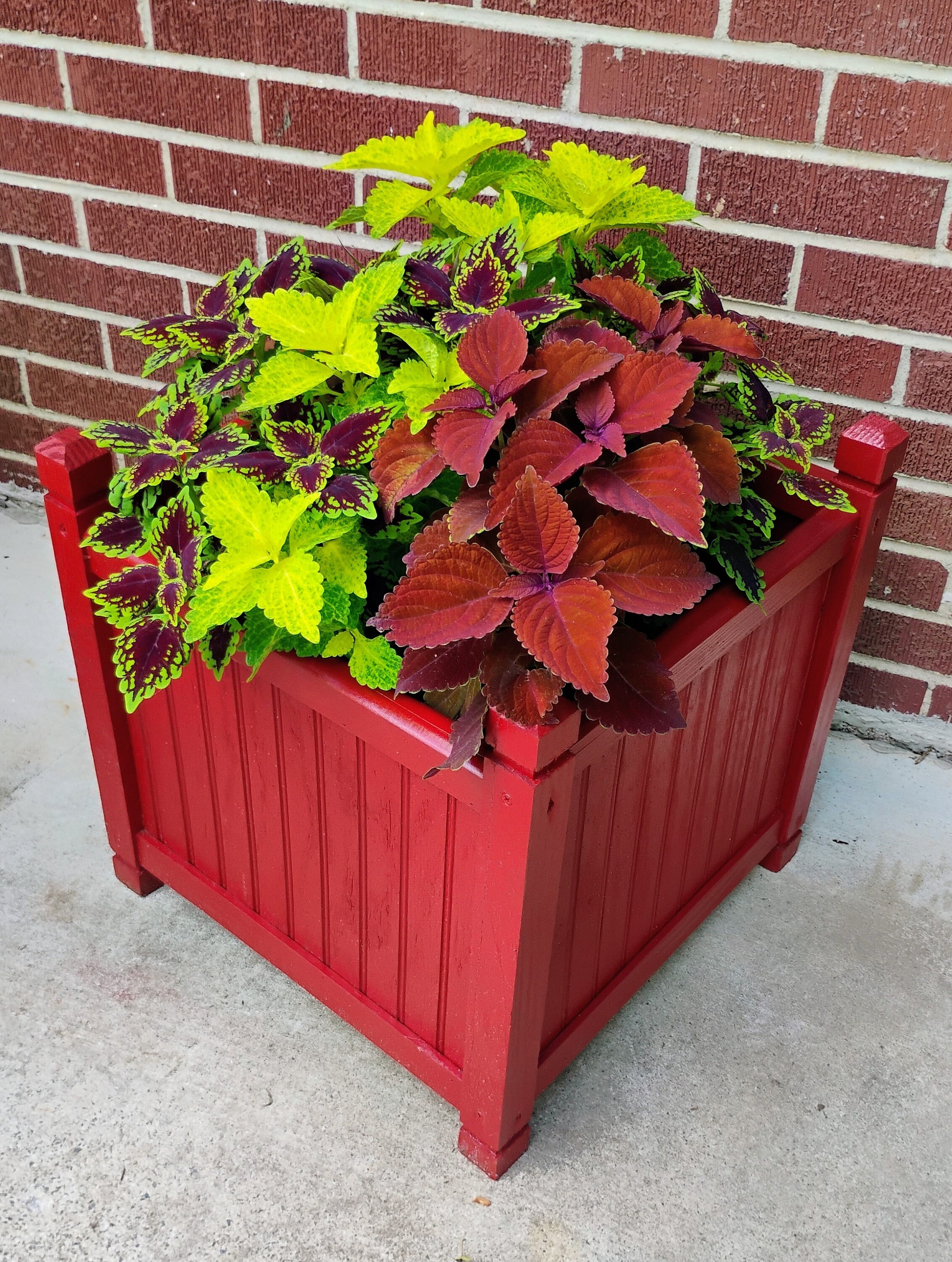 Planters, Cambridge 18\, image size:2265x3000