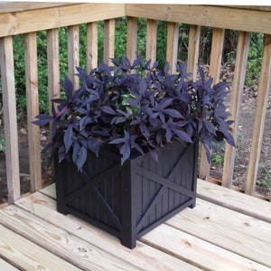May include: A black square planter with a decorative X design on the front, filled with a lush purple-leafed plant on a wooden deck.