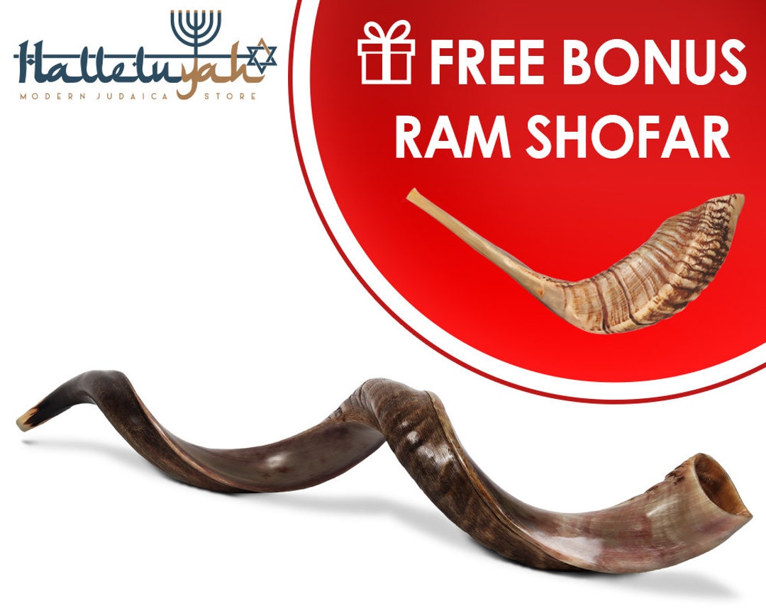 Kudu Shofar Horn, Yemenite Kosher Shofar, Half Polished Kudu Shofar