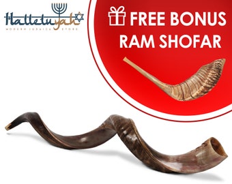 Kudu Shofar Horn, Yemenite Kosher Shofar, Half Polished Kudu Shofar, Blowing Ram Horn Shofar, Shofar Trumpet, Shofar Kit, Passover Gift
