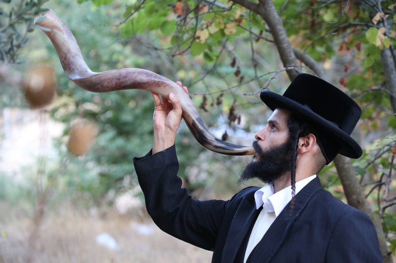 Shofar Kudu Yemenita - Corno Kosher Lucidato 89-94cm Da Israele