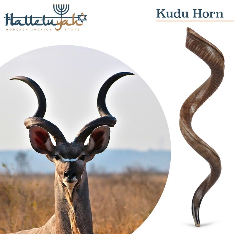 HalleluYAH Shofar Set Fully Polished Kudu Plus Ram Horn Etsy