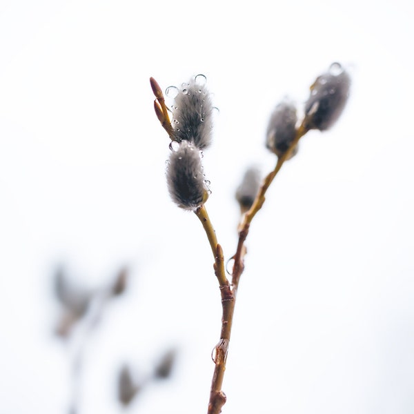 Pussy Willow Branches with Raindrops Isolated Against  a Gray Sky, Nature Photography, Printable Digital Download