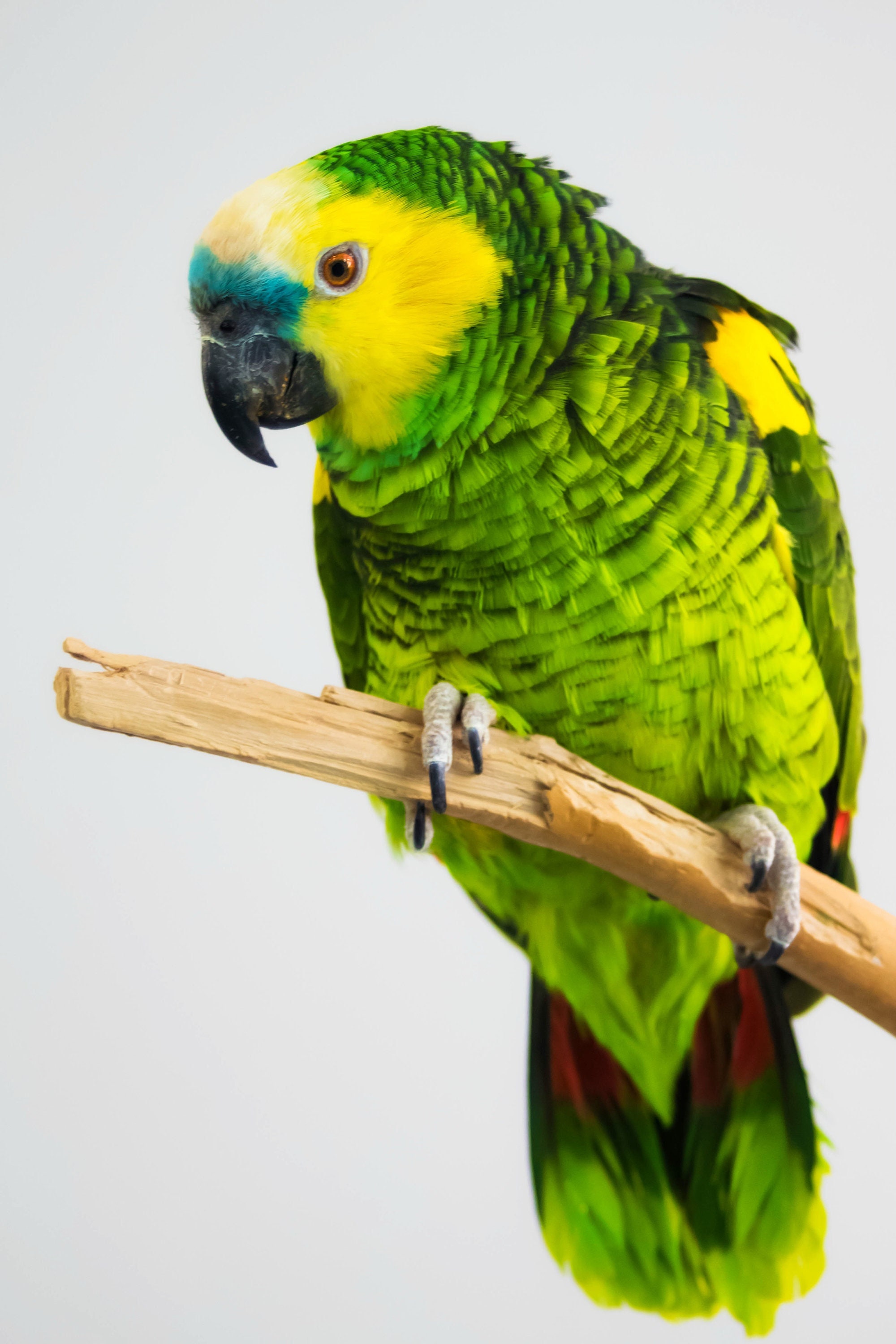 Blue Front Amazon Parrot on Perch With White Background, Pet