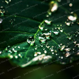 Puede incluir: Primer plano de una hoja verde cubierta de gotas de agua. Las gotas son redondas y reflejan la luz, creando un efecto brillante.