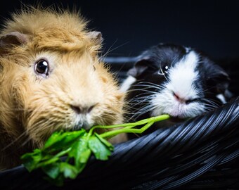 Two Guinea Pigs Sharing Cilantro, Pet Photography, Printable Digital Download