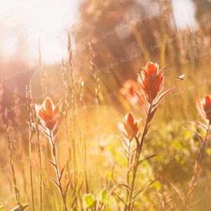 Indian Paintbrush Wildflowers and Hoverfly Golden Hour Colorado, Nature Photography, Printable Digital Download, Wallpaper, Background