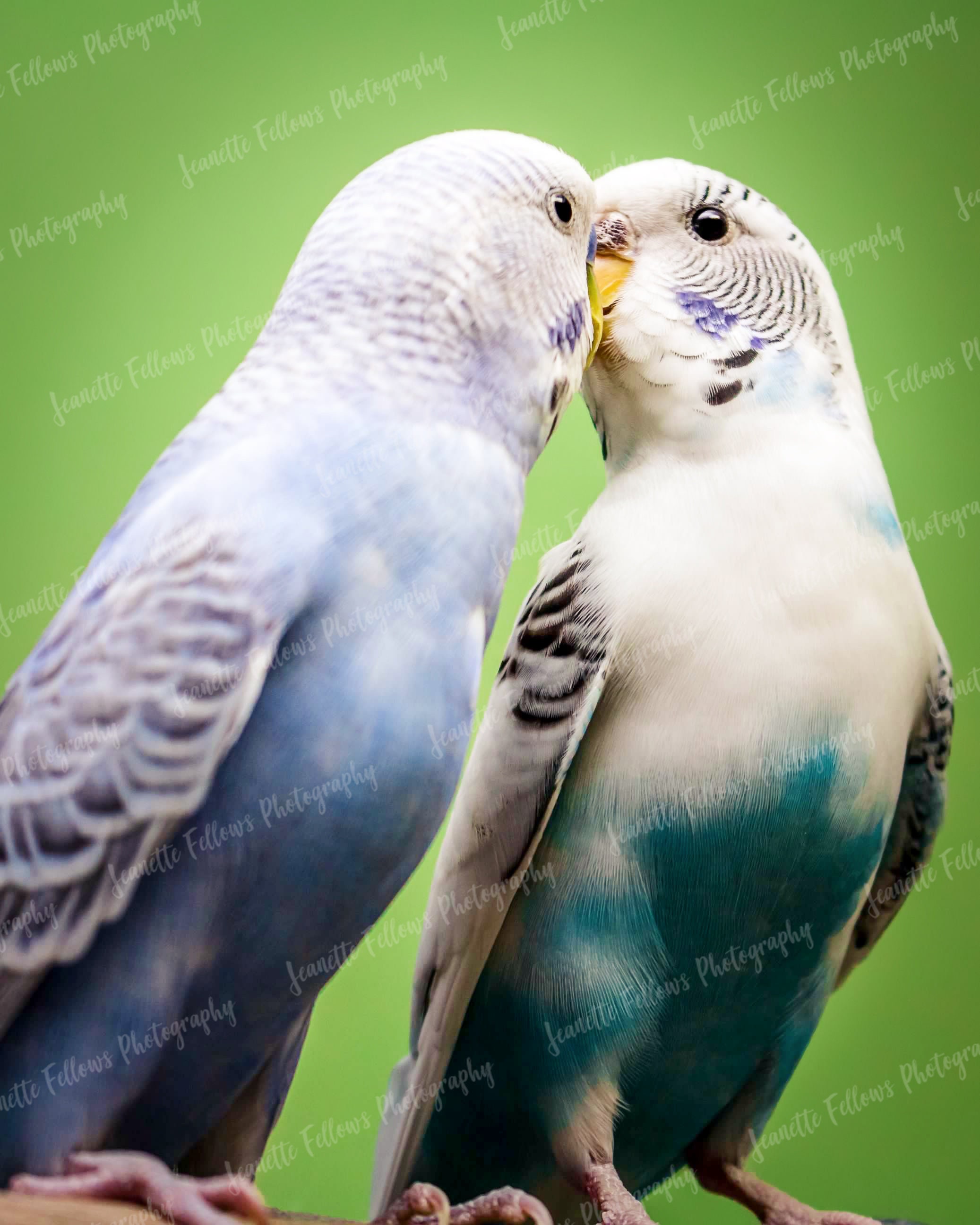 Par de pajaros periquitos azules y blancos besando fondo verde fotografia de mascotas descarga digital imprimible fondo de pantalla fondo Etsy Espana